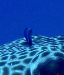 Labroides dimidiatus