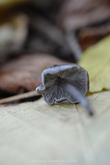 Tephrocybe rancida