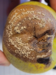 Monilinia