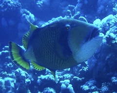 Balistoides viridescens