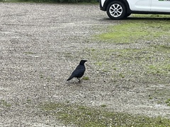 Corvus corone
