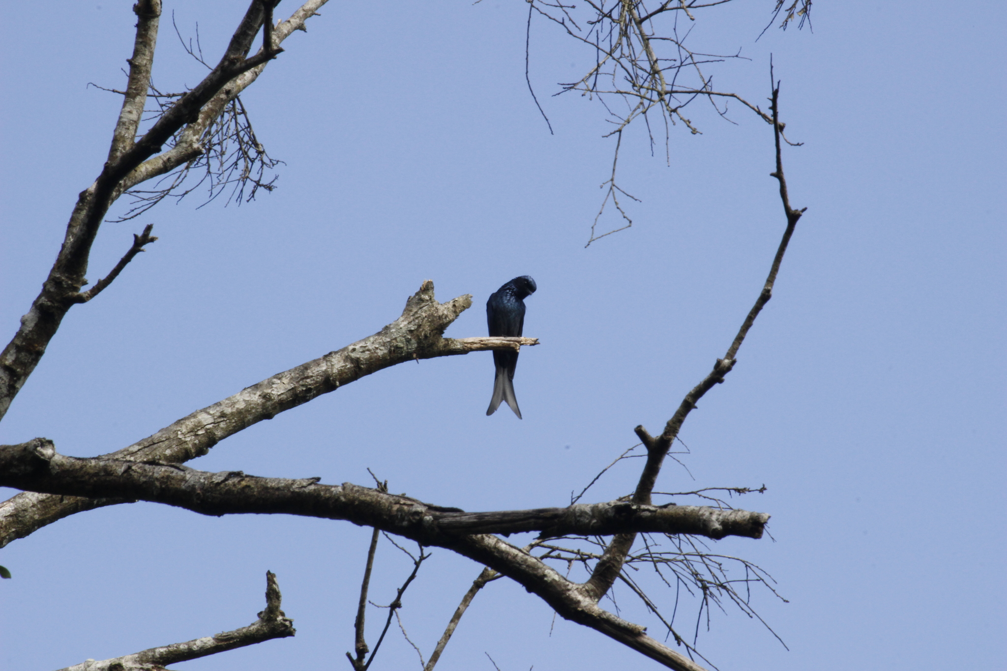 Bronzed Drongo