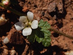 Anisodontea biflora