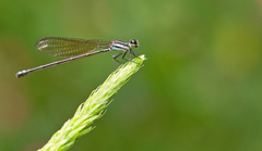Argia indicatrix