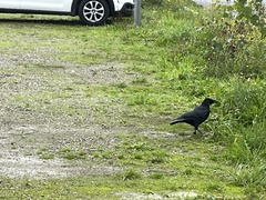 Corvus corone