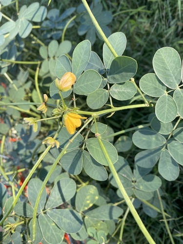American Sicklepod