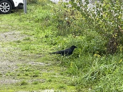 Corvus corone