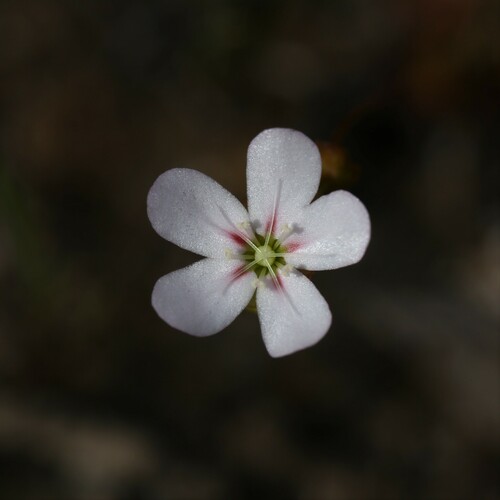 Drosera androsacea