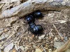 Phelotrupes formosanus