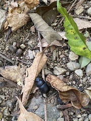 Phelotrupes formosanus