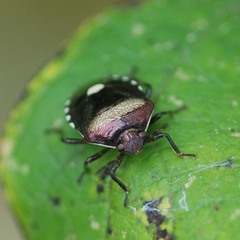 Menida violacea