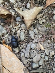 Phelotrupes formosanus