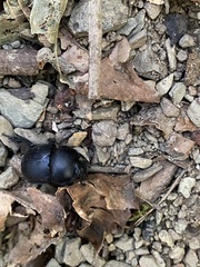 Phelotrupes formosanus