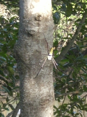 Trichonephila antipodiana