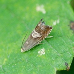 Grapholita delineana