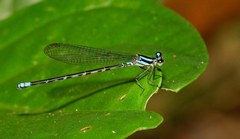Argia johannella