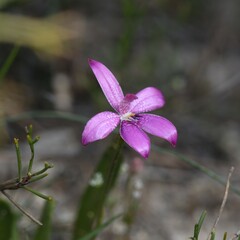 Elythranthera emarginata