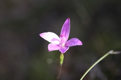 Elythranthera emarginata