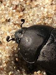 Geotrupes opacus