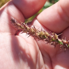 Cenchrus echinatus