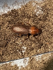 Harpalus erraticus