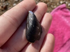 Mytilus galloprovincialis