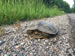 Graptemys geographica