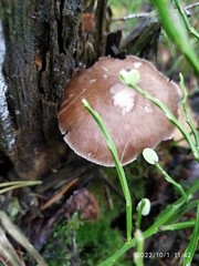 Pluteus cervinus