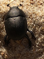 Geotrupes opacus