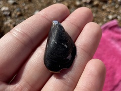 Mytilus galloprovincialis
