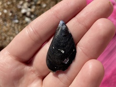 Mytilus galloprovincialis