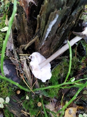 Pluteus cervinus
