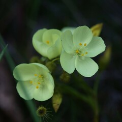 Drosera subhirtella