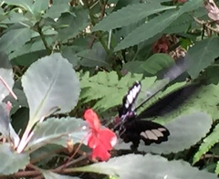 Papilio iswara