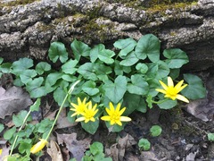 Ficaria verna