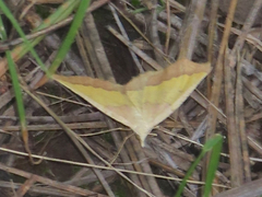 Lychnosea helveolaria
