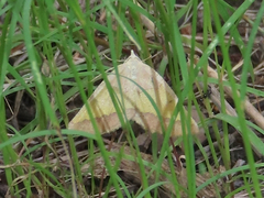 Lychnosea helveolaria