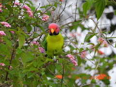 Psittacula cyanocephala