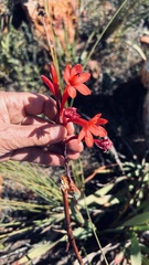 Watsonia fourcadei
