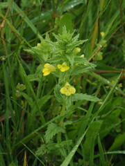 Bellardia viscosa