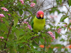 Psittacula cyanocephala