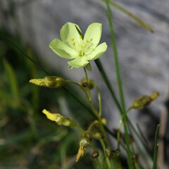 Drosera subhirtella