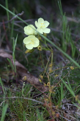 Drosera subhirtella