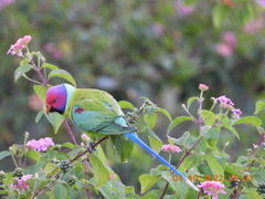 Psittacula cyanocephala