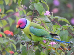 Psittacula cyanocephala