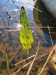 Pontederia cordata