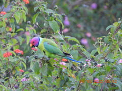Psittacula cyanocephala