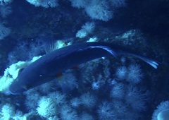 Oxycheilinus digramma