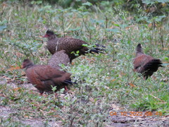 Galloperdix spadicea