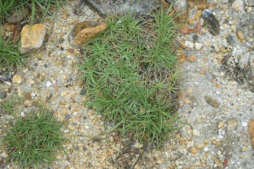 Fimbristylis cymosa iNat (3)